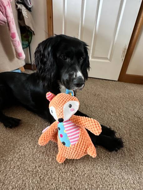 istock Dog and their teddy 2106813934