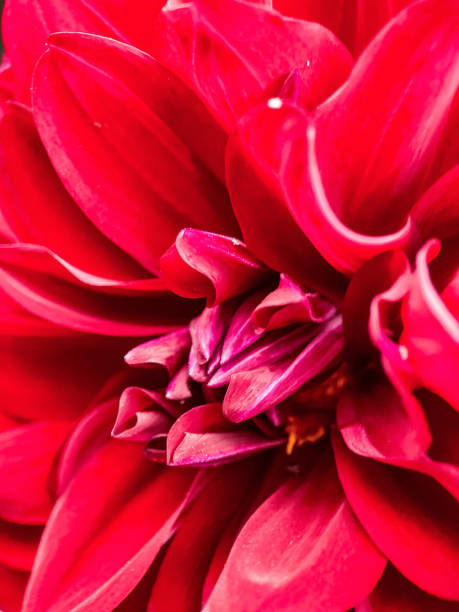 istock A beautiful dahlia flower red color 2106817006