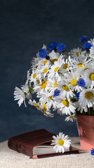 A very large bouquet of white daisies and blue cornflowers in a pink bucket, next to a book in a leather cover. Beautiful still life. Postcard, congratulations.