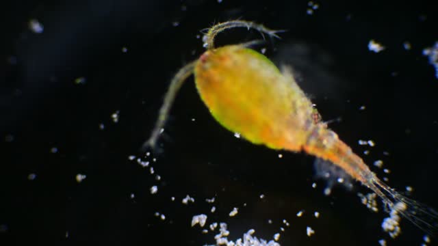Copepod plankton observed under a microscope against a black background, showcasing its body and eggs.