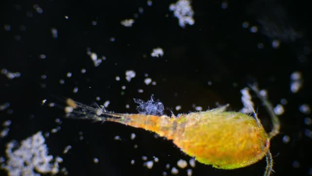 Microscopic view of a copepod on a black backdrop, revealing its thin cuticle-covered body and eggs.