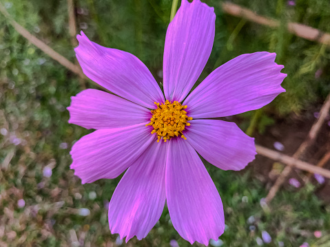 A beautiful cosmos bipinnatus flower beautiful pink colour