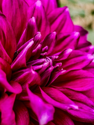 A beautiful dahlia flower with pink color and some blur background