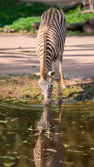 A zebra drinks water at the zoo. Close-up