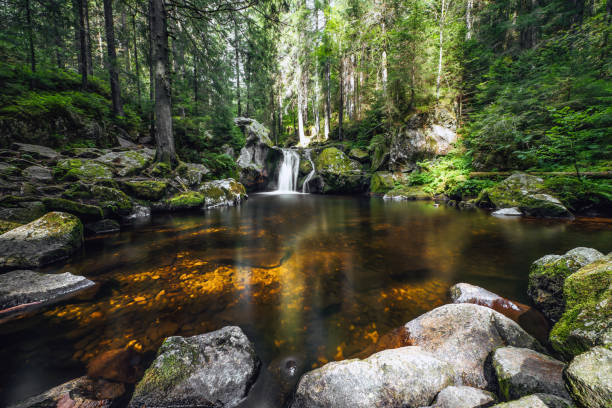 Krai woog Gumpen in the Black Forest. A wonderfully quiet place in the Black Forest with plenty of peace and quiet. A small lake with a water forest in the middle of the deep forests of the Black Forest.