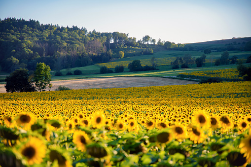 A breathtaking sunflower field in the evening with thousands of sunflowers, some forest in the background and a blue sky. The light falls wonderfully on the sunflowers.