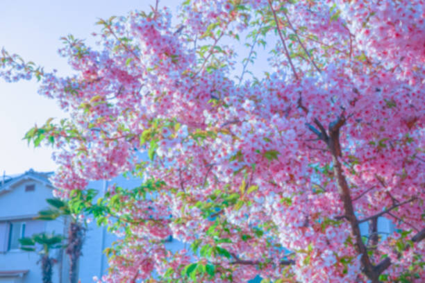 Close-up blurry beautiful flowering sakura tree cherry blossom for background.