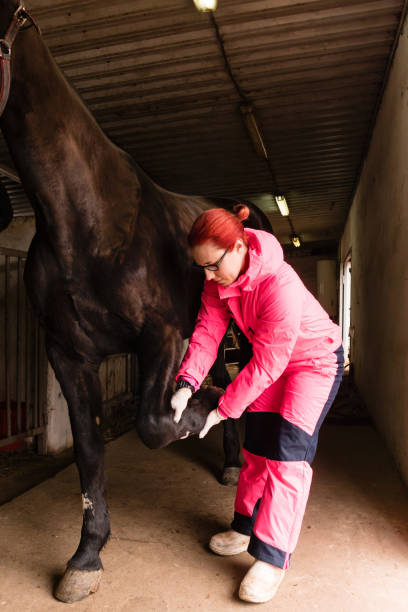 istock Veterinarian checking black horse's hoof 2106838669