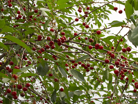 Lots of ripe cherries on the branches of the tree. Branches of a cherry tree.