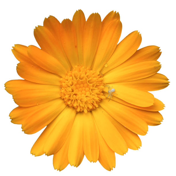 istock Orange calendula flower, top view. A little spider on a flower. Isolated on a white background. 2106838954