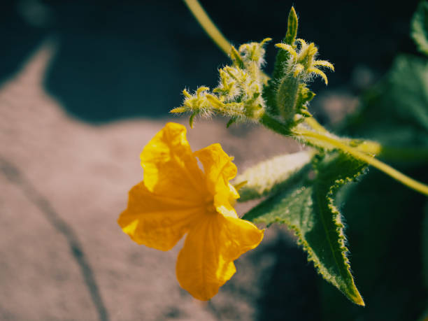 istock Yellow cucumber flower, close-up. A flower on a stem. 2106840565