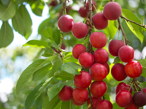 A lot of ripe red cherry plums on a tree branch. A good harvest of fruits.