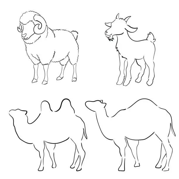 Vector illustration of illustration of Sheep and camel for ied al adha