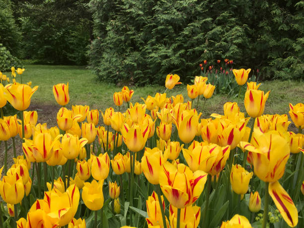 istock Flowerbed with yellow tulips 2106852376