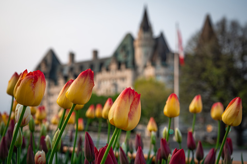 Yellow and red tulips during the Canadian Tulip Festival in front of the historic Fairmont Chateau Laurier hotel and Canadian flag at Confederation Square, Ottawa, Ontario, Canada (May 2023).