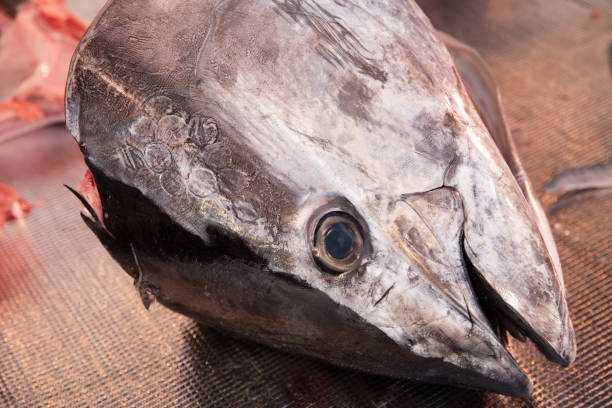 istock Hakata Japan Tuna Demolition Show 2106859433