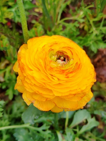 Ranunculus asiaticus L.