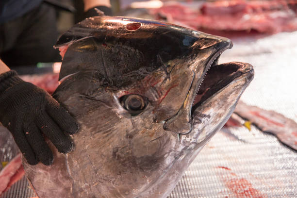 istock Hakata Japan Tuna Demolition Show 2106862700