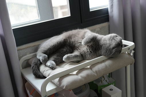 Cute gray cat is sleeping peacefully on sofa in near of his owner.