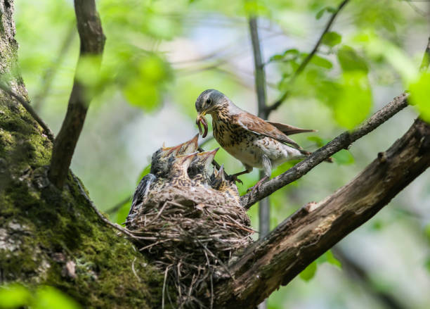 istock thrush bird has arrived at its nest in a tree and is feeding its chicks with worms in the spring garden 2106867900