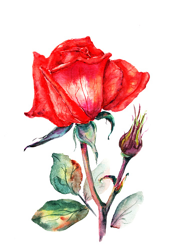 Bright watercolor clip art of a red rose flower with a bud using the sketch technique for decoration and printing