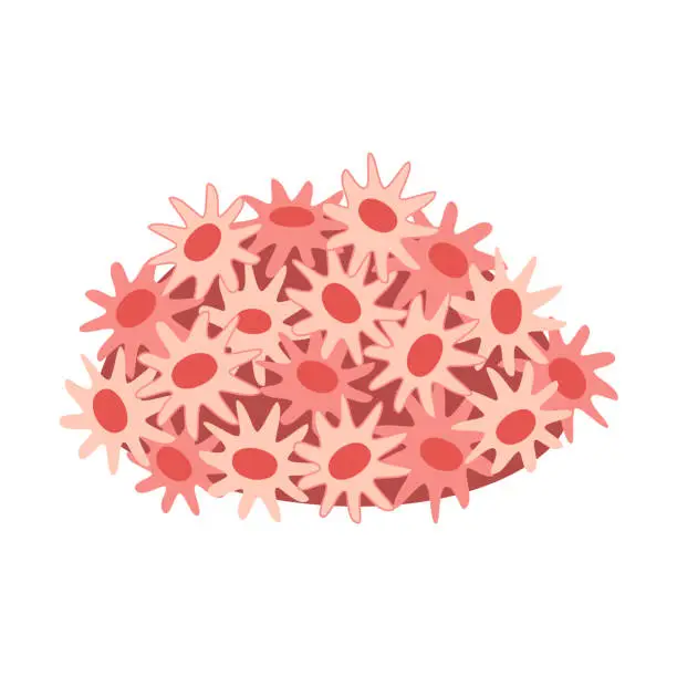 Vector illustration of Sun Corals, sun polyps