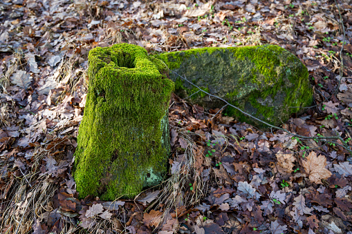 Mossy cut tree trunk in the forest. Autumn. Sunny weather.