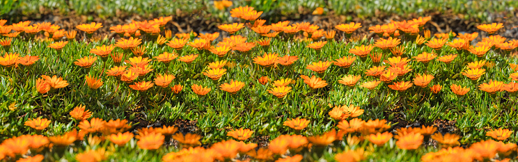 Field of radiant orange gazania flowers thriving under the sun, symbolizing growth and vitality. Ideal for gardening, spring, and nature concepts.