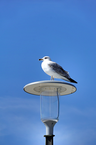 A predatory bird sea gull that lives in coastal areas near the sea stands on top of a street lamp