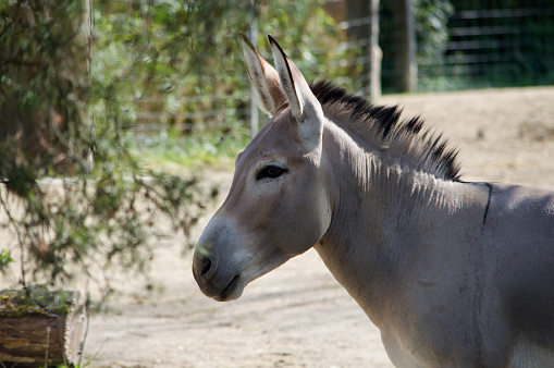 side profile of a wild donkey in the zoo of basel