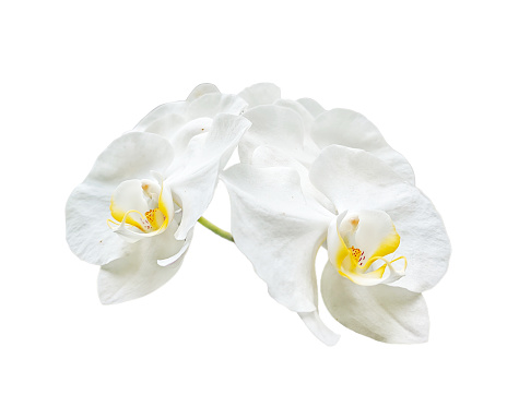 Beautiful flower Phalaenopsis orchid plant, Phalaenopsis white, isolated on a white background.