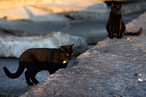 Black stray cat is on the street.\nIstanbul - Turkey.