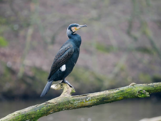 istock Great cormorant, Phalacrocorax carbo 2106909596