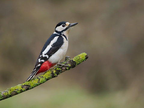 Great-spotted woodpecker, Dendrocopos major, Single female  bird on branch, Warwickshire, March 2024