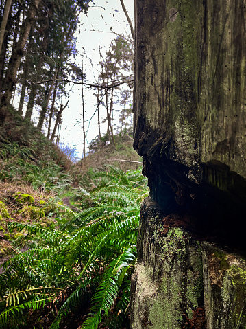 An old relic of a stump with old saw marks. Location is a forest near a beach in Washington state.