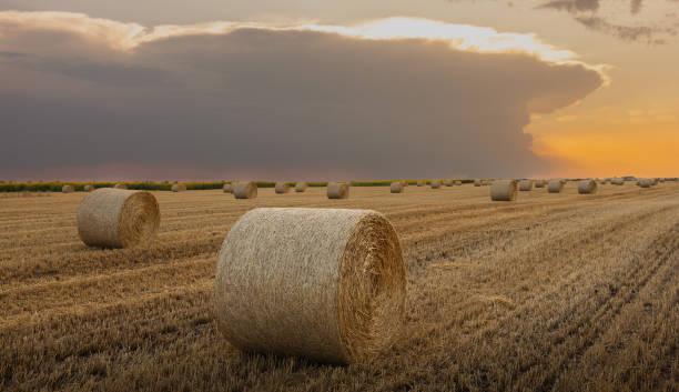 istock Hay bales in golden field at sunset. 2106926167