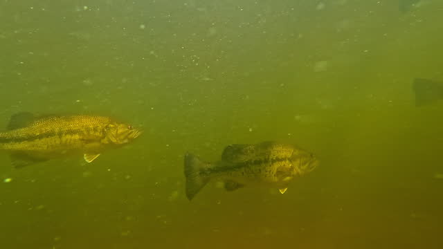 A young Black Bass with distinctive red eyes, indicative of spawning, inspects the camera then rejoins its group. Check my gallery for more on Black Bass behaviors.