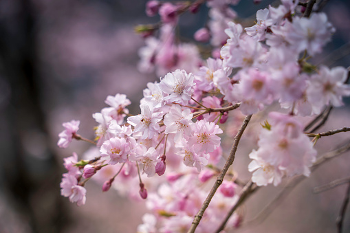 Beautiful weeping cherry blossoms