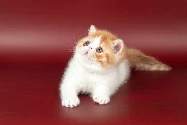 istock small beautiful red kitten exotic on a burgundy background in the studio. 2106947592