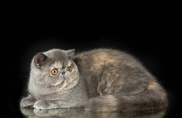 istock A beautiful exotic shorthair cat plays on a dark studio background with a reflection. 2106947605