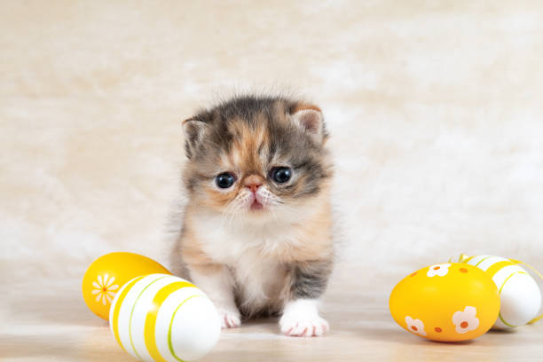 istock Felidae cat with whiskers sitting by Easter eggs on table. breed exotic cat, exotic shorthair, Persian 2106947612