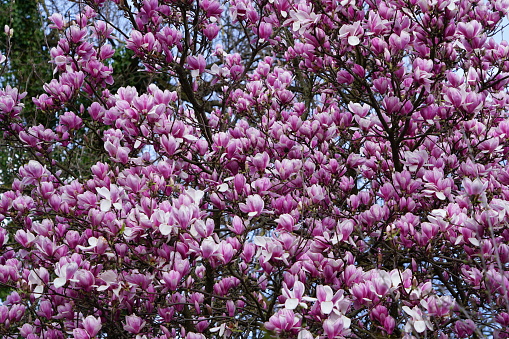 Lots of magnolia flowers on the whole screen. A thick-flowering magnolia tree.