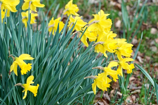 A yellow narcissus grows in the park. Pure yellow narcissus.