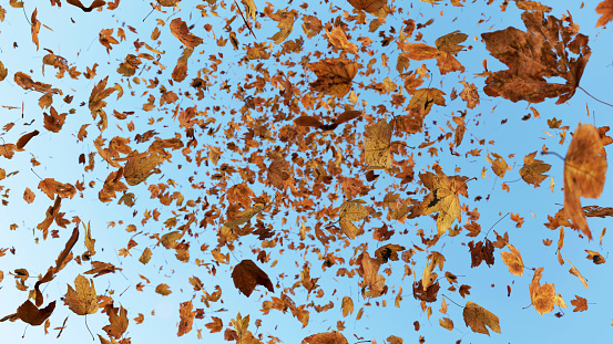 Falling Sycamore/Maple leaves from below