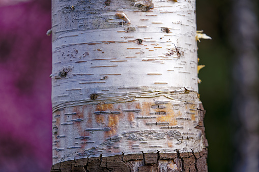 Close-up of tree tunk of birch tree with beautiful white bark with defocus background at Swiss City of Zürich on a sunny spring day. Photo taken March 23rd, 2024, Zurich, Switzerland.