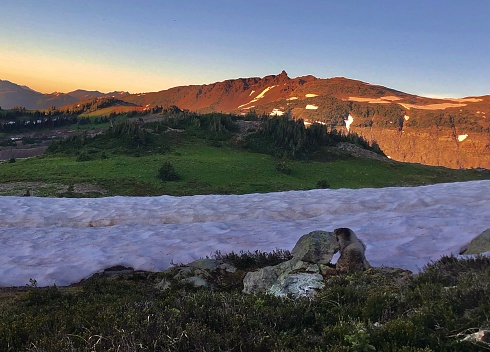 Alpine marmot pauses on rock by snowy meadow at sunset, Whistler, BC