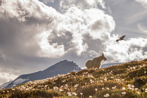 Mountain goat (Oreamnos americanus) relaxes on mountain meadow, hawk flies over