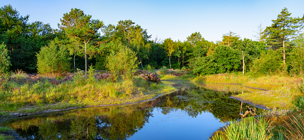 Purple heather along a small lake in the dunes near Bergen and Schoorl, Netherlands.