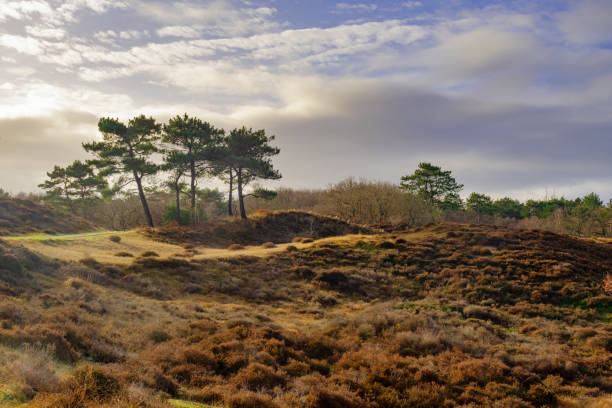 Heather in the Dunes near Bergen, Netherlands