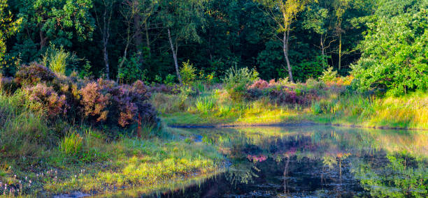 Purple heather along a small lake in the dunes near Bergen and Schoorl, Netherlands.